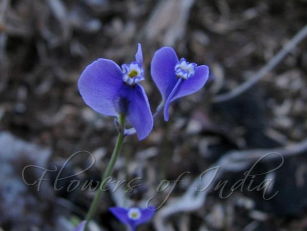 Stalked-Flower Bluethread